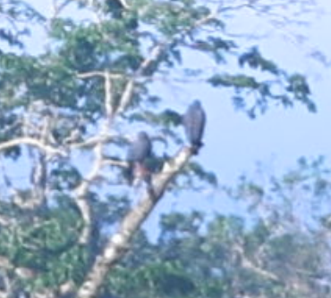 Slate-colored Hawk - ML637496816