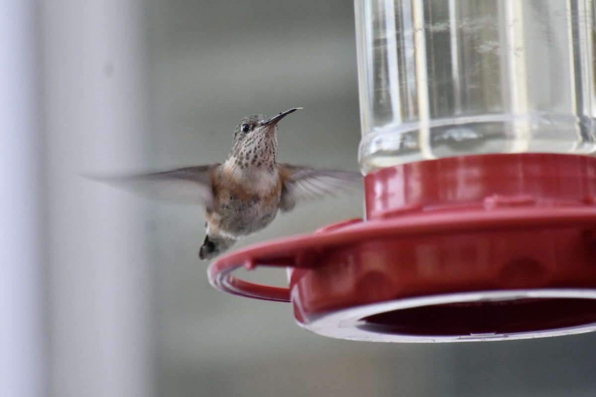 Calliope Hummingbird - ML637496817