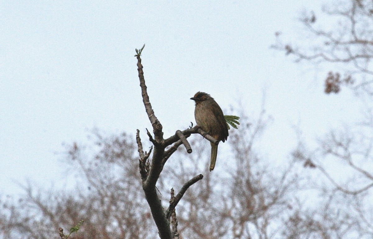Red-throated Barbet - ML637496841