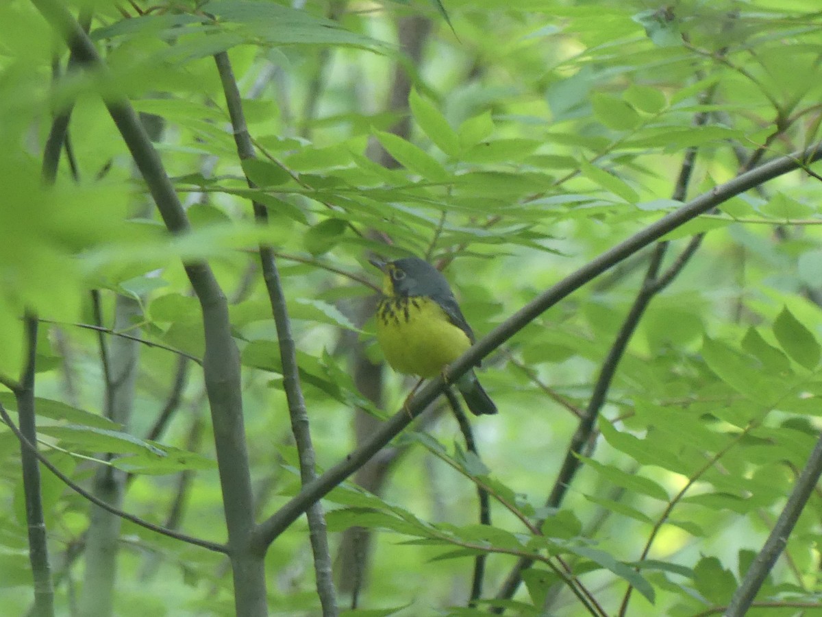 Canada Warbler - ML637496943