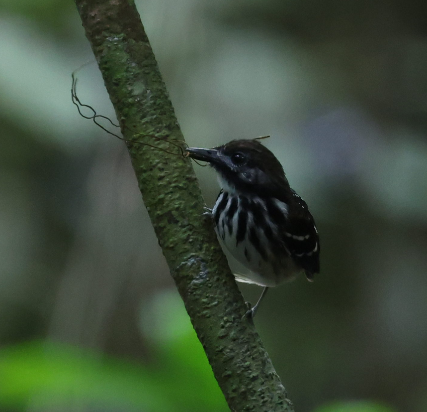 Dot-backed Antbird - ML637496944