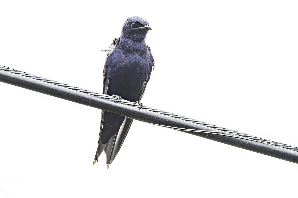 Purple Martin - ML637496946