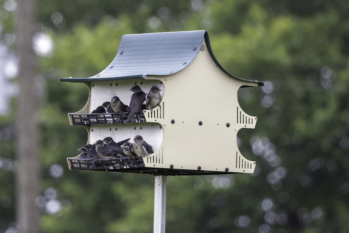 Purple Martin - ML637496947
