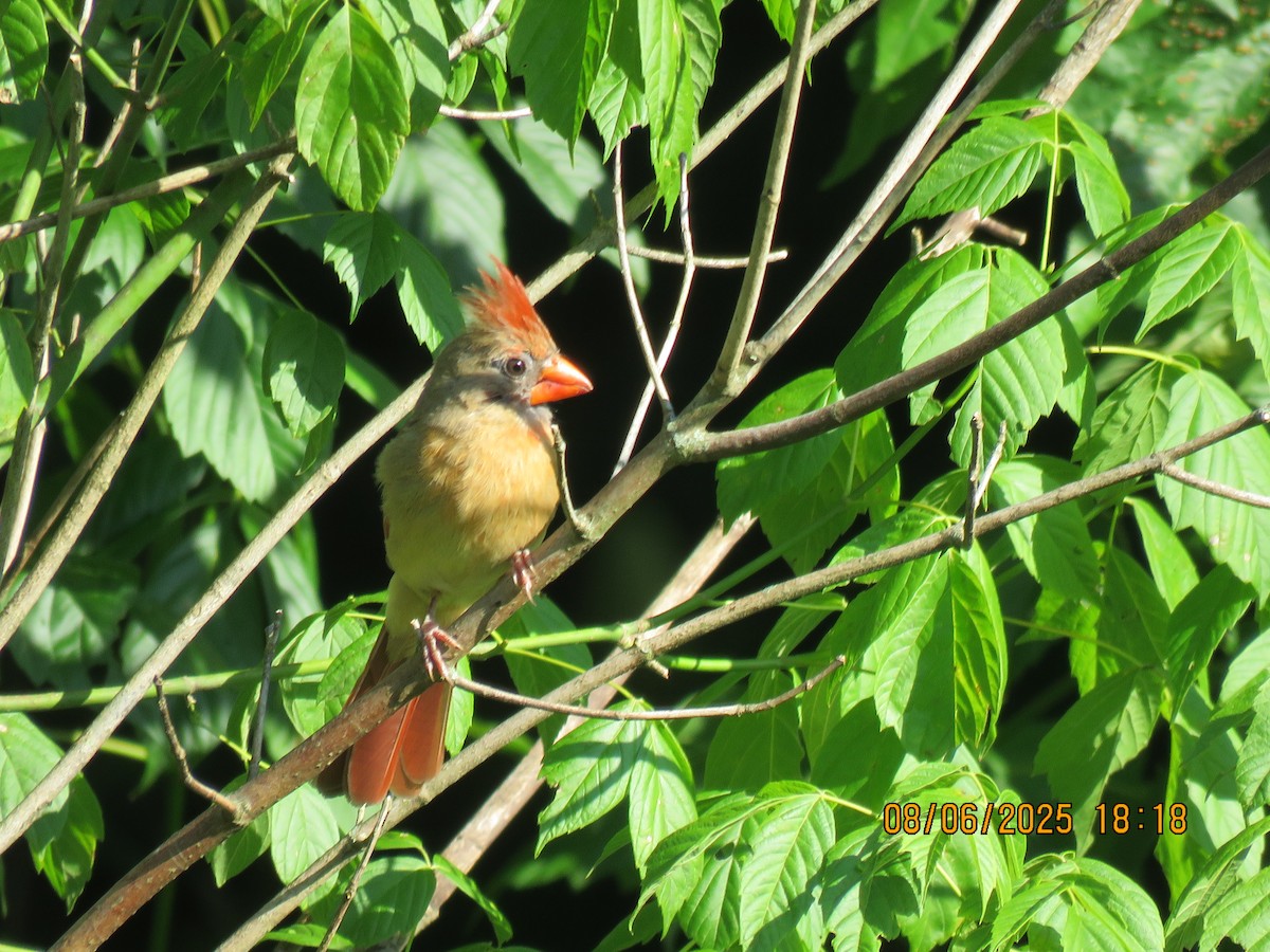 Northern Cardinal - ML637496948
