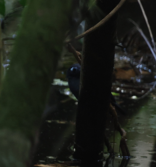 Plumbeous Antbird - ML637496951
