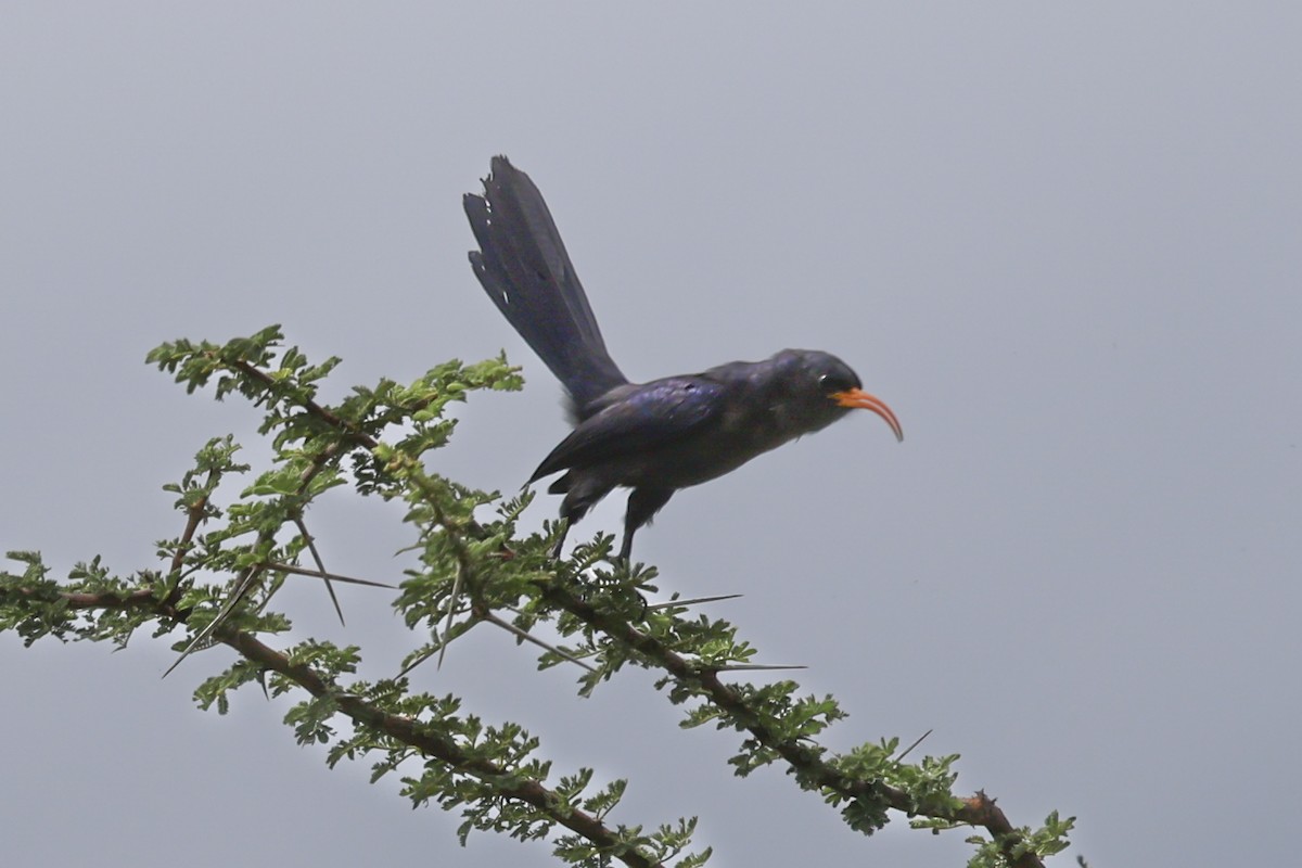 Abyssinian Scimitarbill - ML637496952