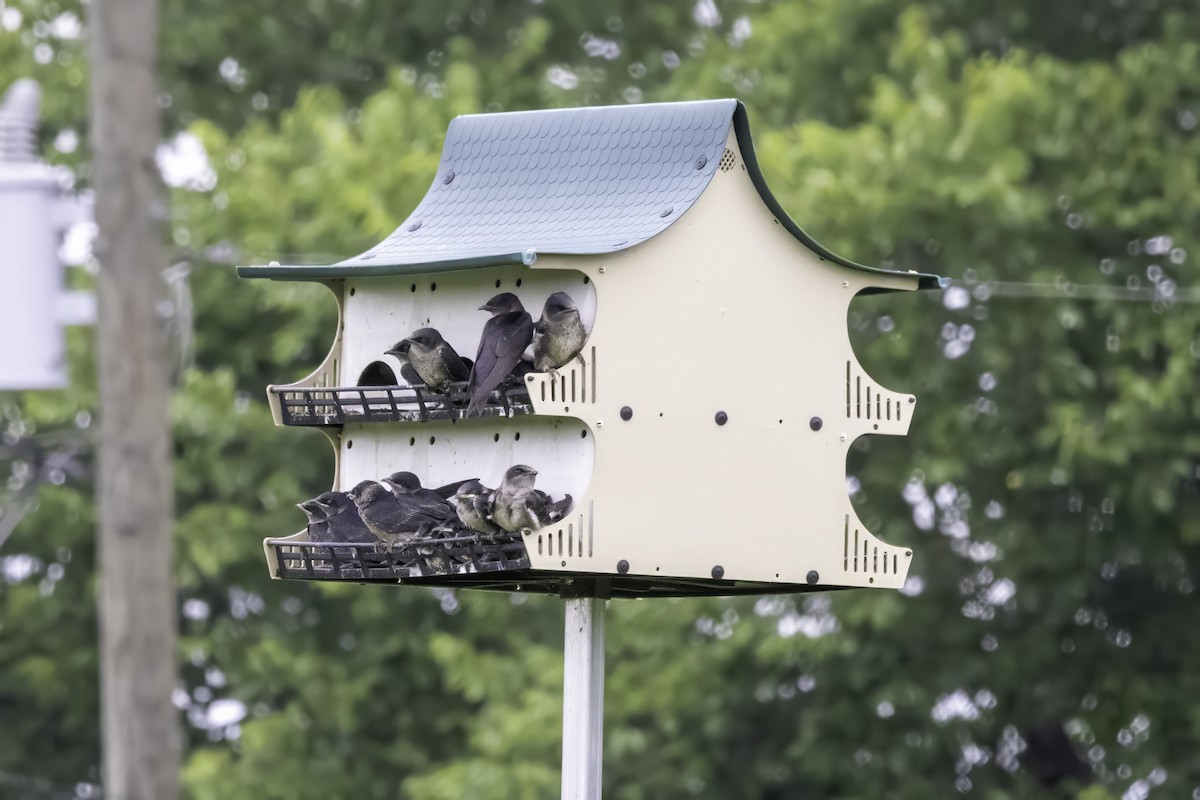 Purple Martin - ML637496956