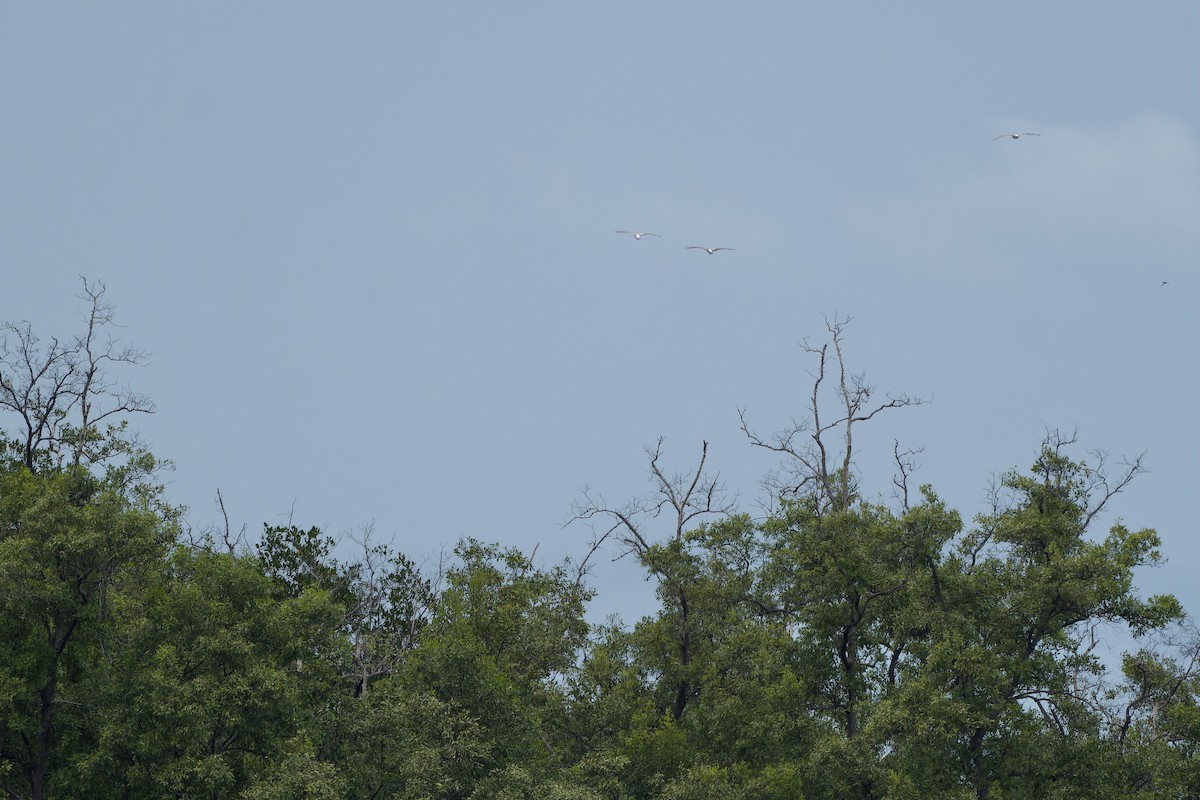 Spot-billed Pelican - ML637496958