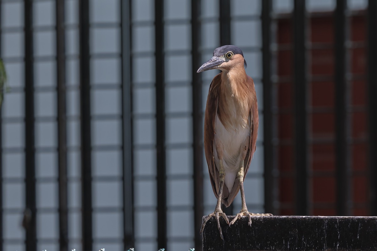 Nankeen Night Heron - ML637496959