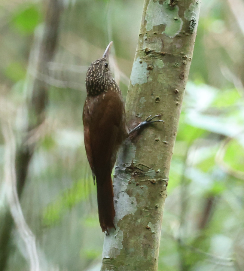Striped Woodcreeper - ML637496960