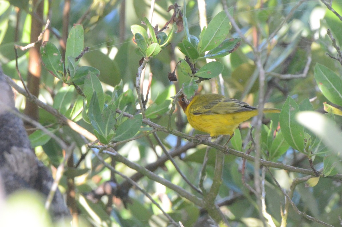 Yellow Warbler (Mangrove) - ML637496962