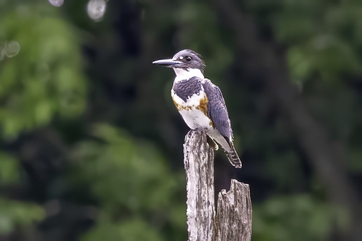 Belted Kingfisher - ML637496963