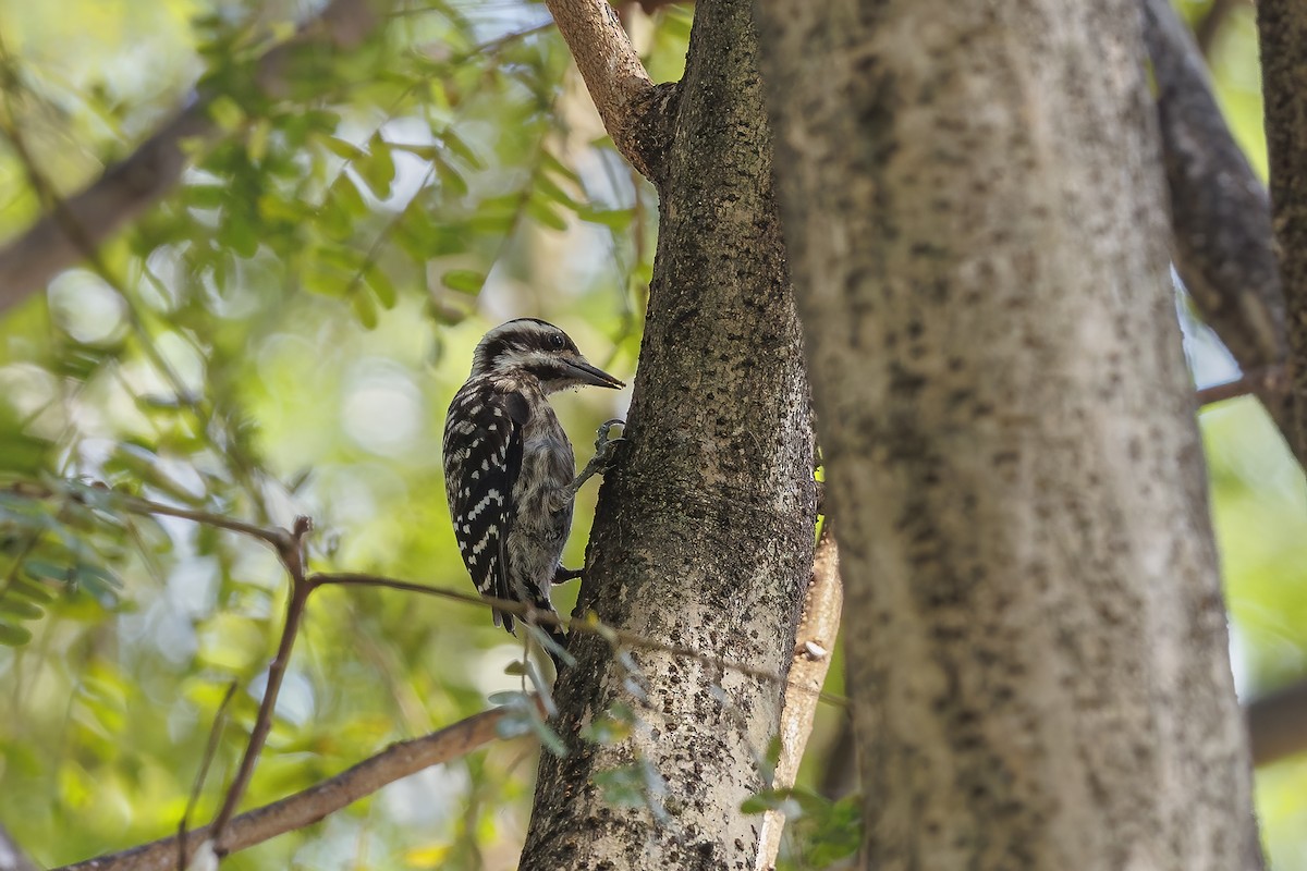 Sunda Pygmy Woodpecker - ML637496964