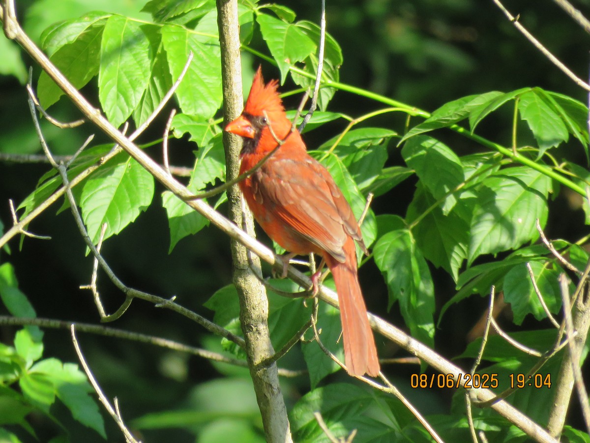 Northern Cardinal - ML637496965