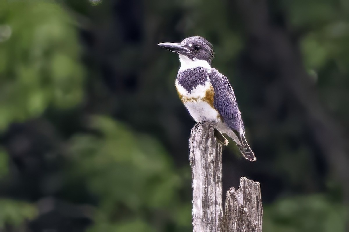Belted Kingfisher - ML637496966