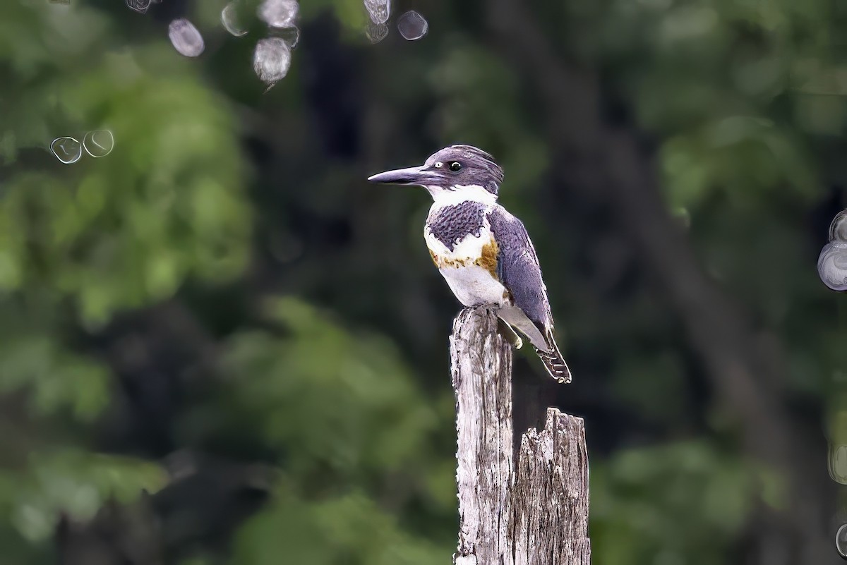 Belted Kingfisher - ML637496967