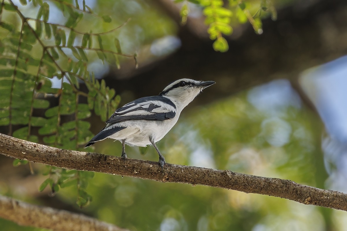 Pied Triller - ML637496968