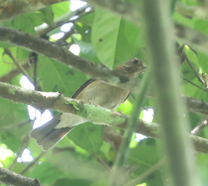 Hauxwell's Thrush - ML637496969