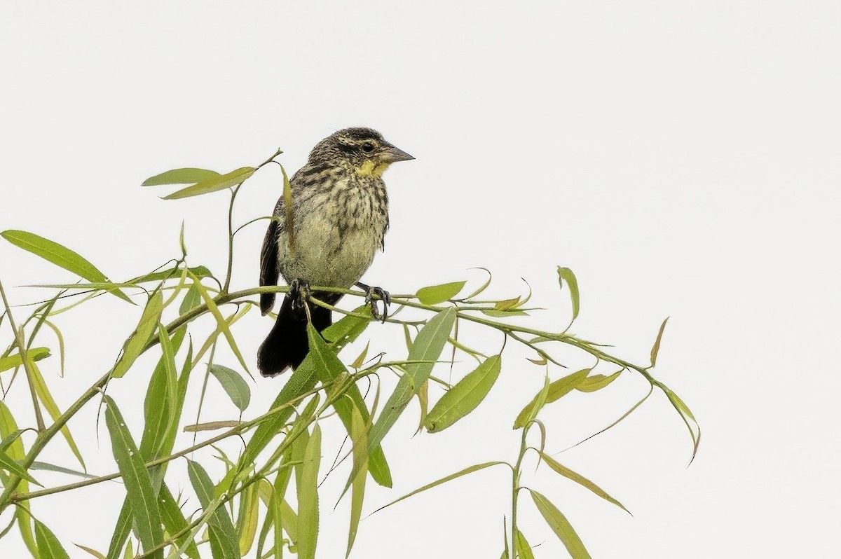 Red-winged Blackbird - ML637496971