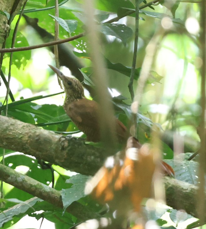 Black-banded Woodcreeper - ML637496972