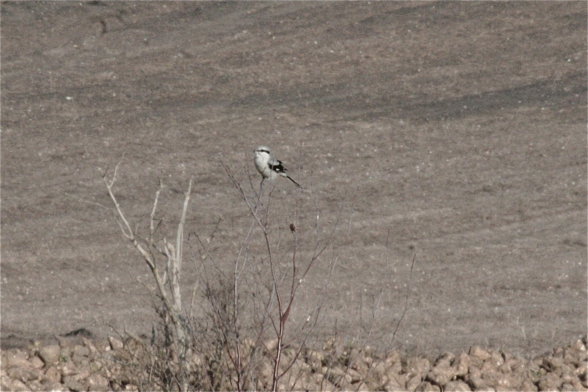 Үнсэн дунхай - ML637496973