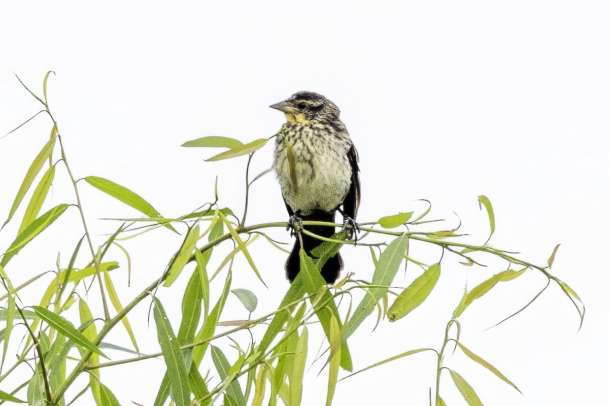 Red-winged Blackbird - ML637496974