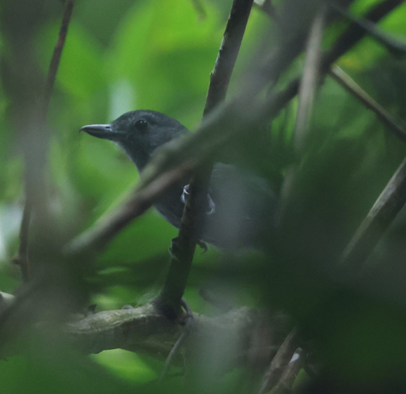 Plain-winged Antshrike - ML637496989