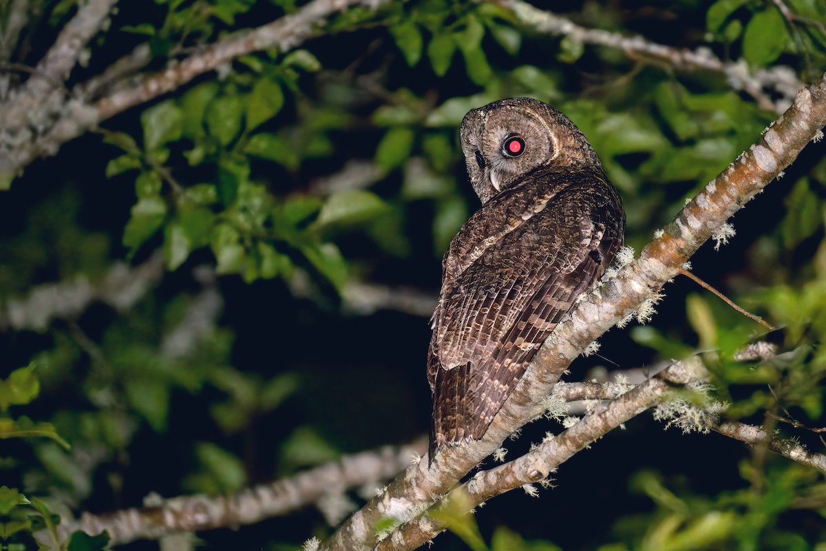 Himalayan Owl - ML637496992
