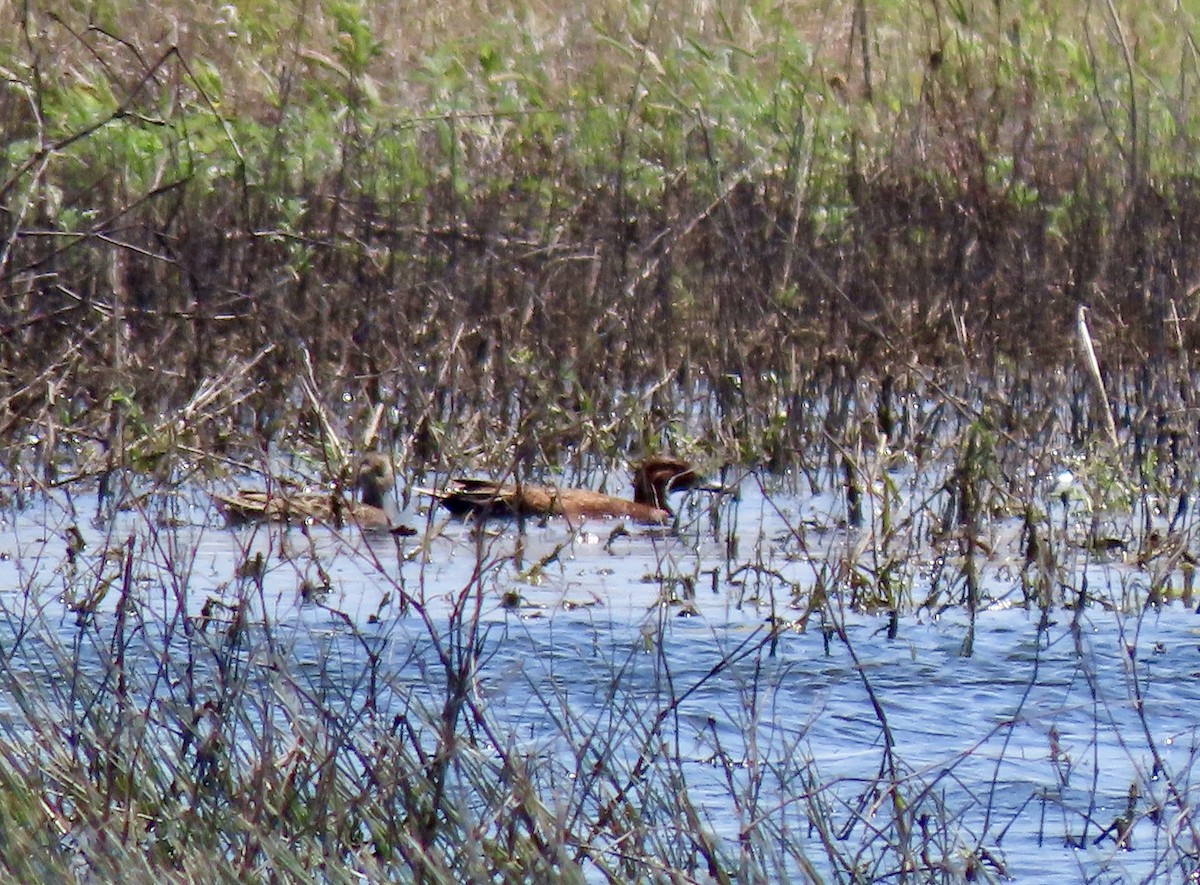 Cinnamon Teal - ML637497003