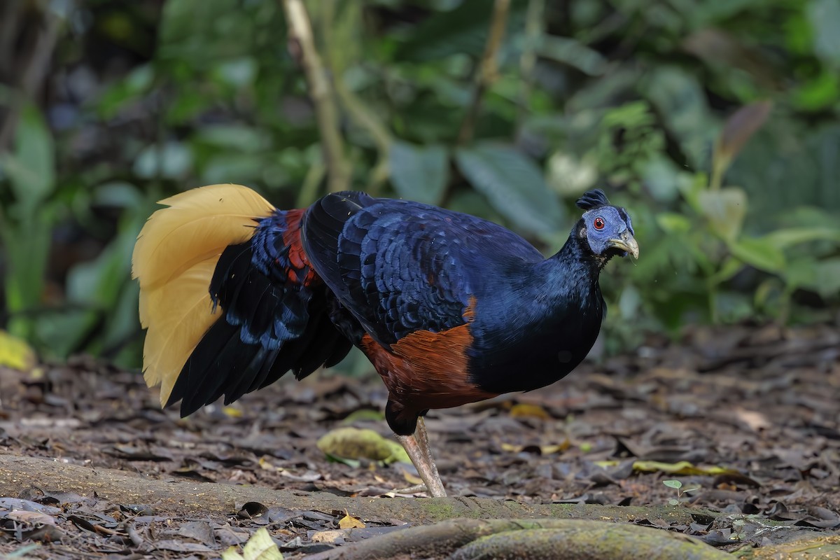 Bornean Crested Fireback - ML637497022