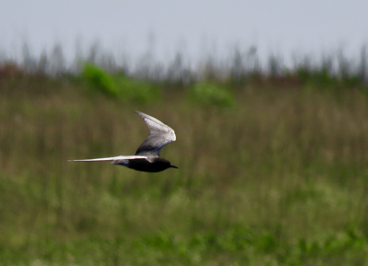 Хилэн хараалай - ML637497042