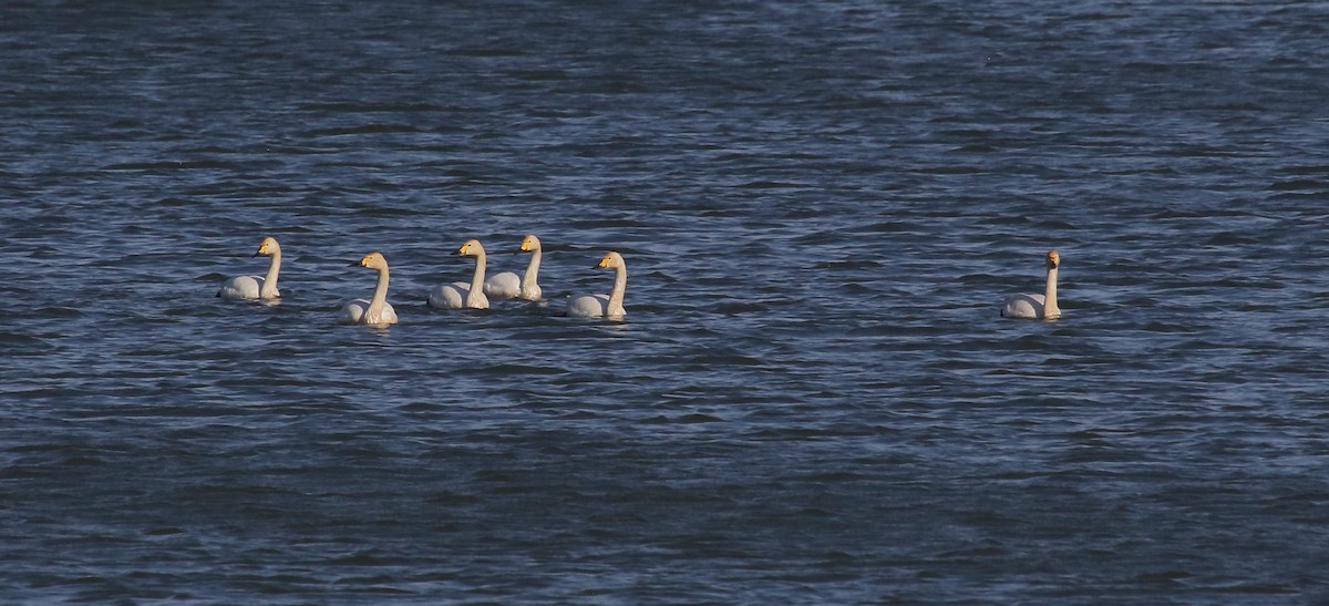 Tundra Swan - ML637497148