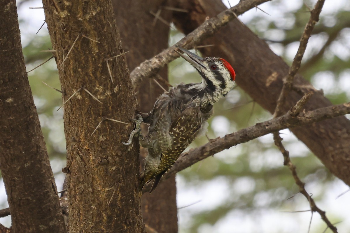 Bearded Woodpecker - ML637497149