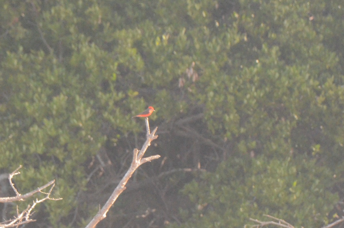 Vermilion Flycatcher (Northern) - ML637497159
