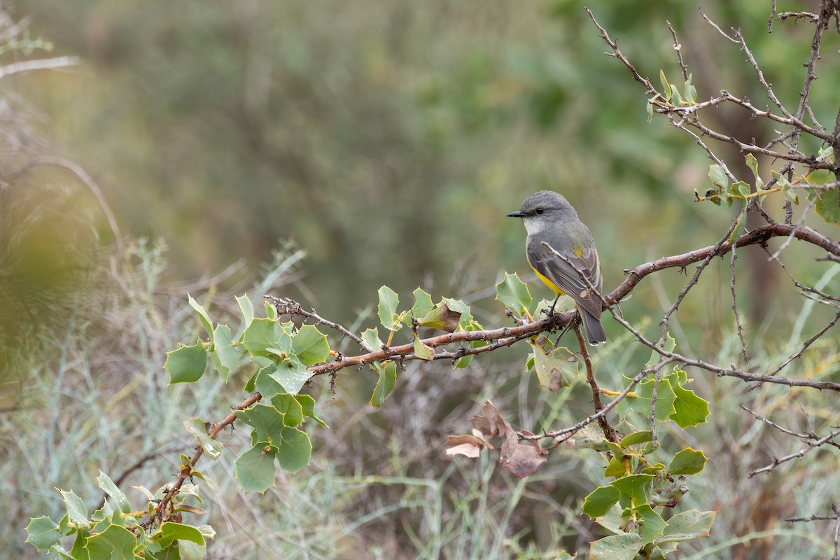Western Yellow Robin - ML637497167