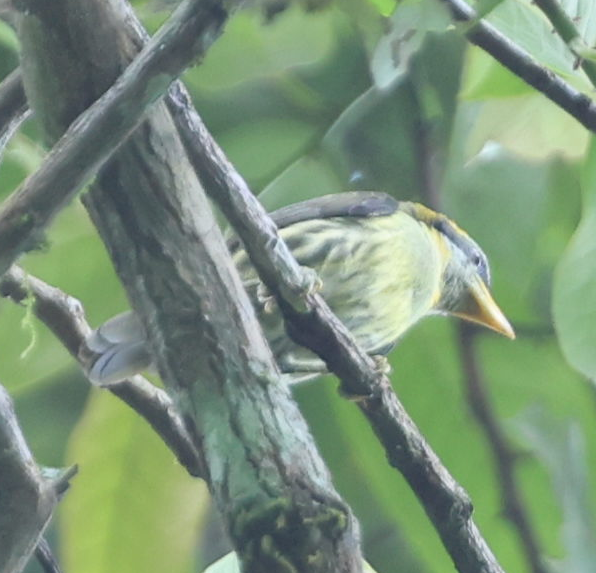 Lemon-throated Barbet - ML637497170