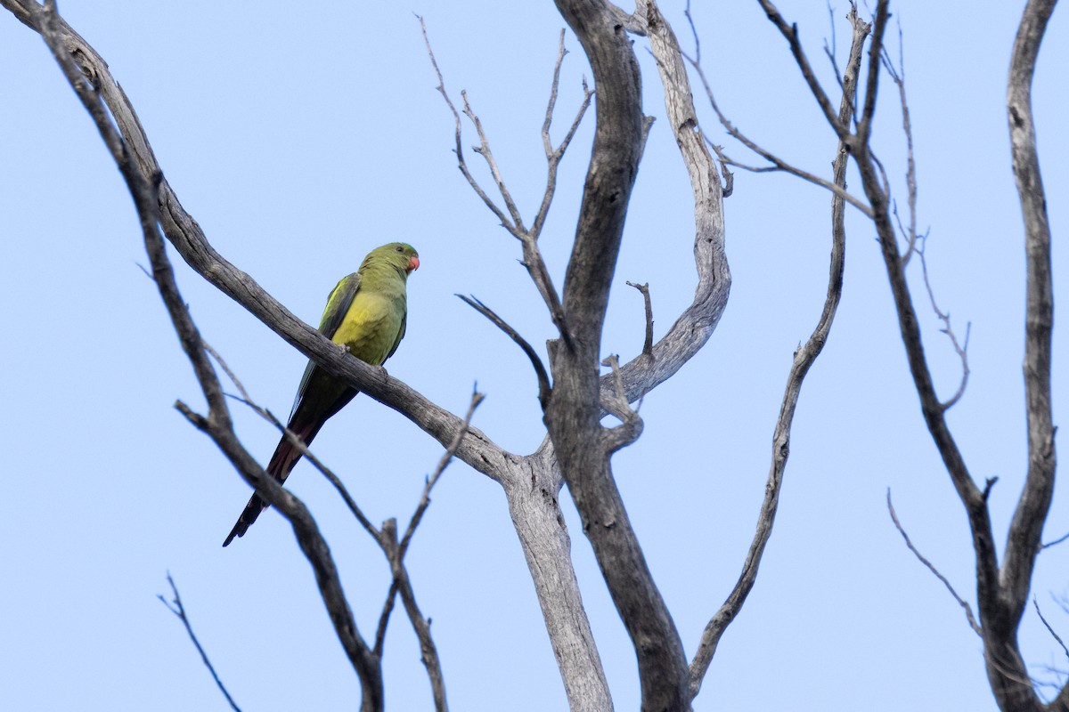 Regent Parrot - ML637497172