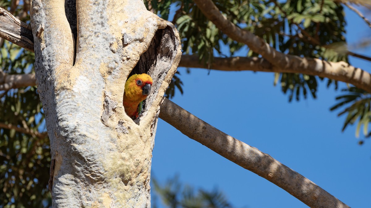 Golden-capped Parakeet - ML637497174