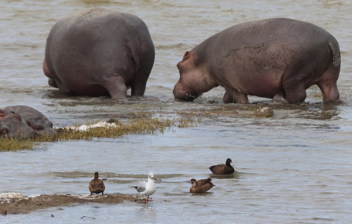 Southern Pochard - ML637497176