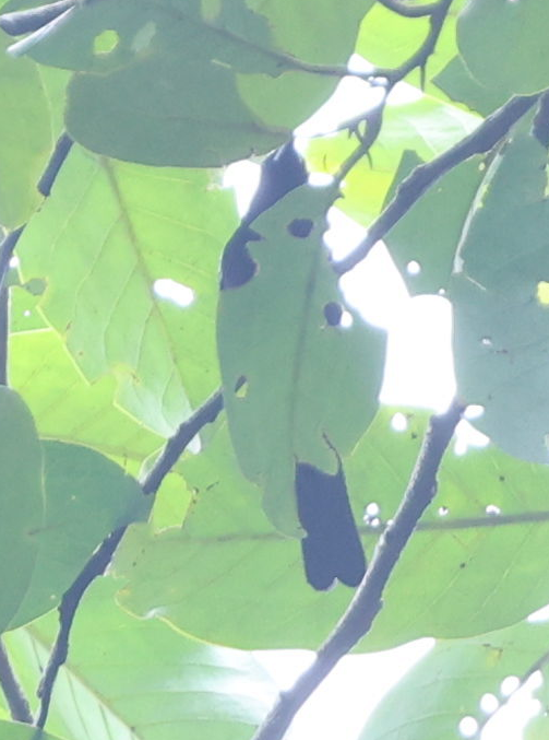 White-shouldered Tanager - ML637497178