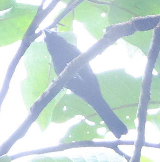 White-shouldered Tanager - ML637497179