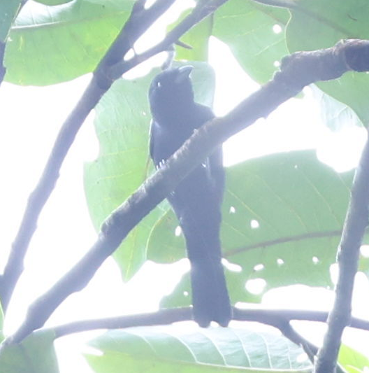 White-shouldered Tanager - ML637497180