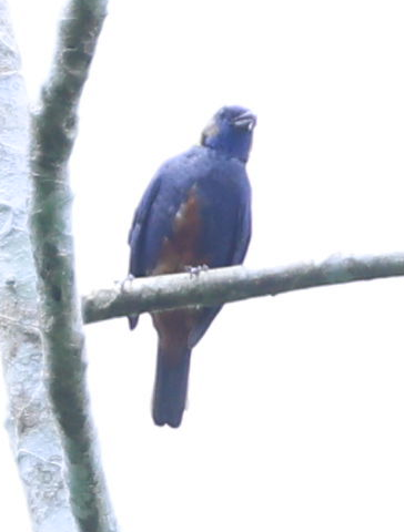Opal-rumped Tanager - ML637497185