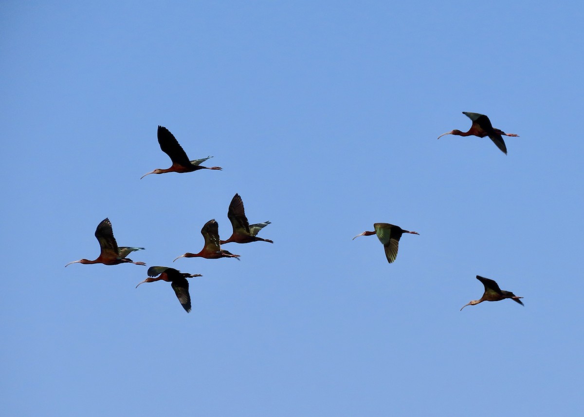 White-faced Ibis - ML637497186