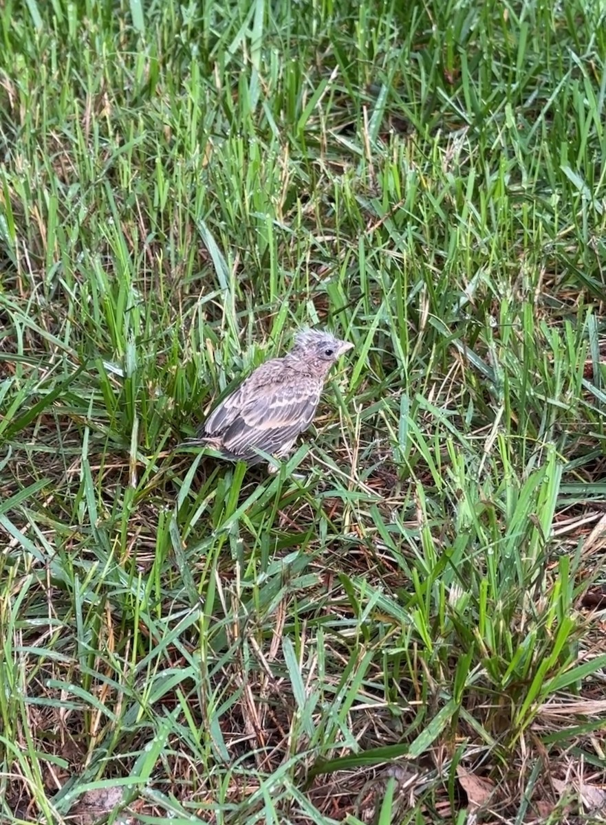 House Finch - ML637497193