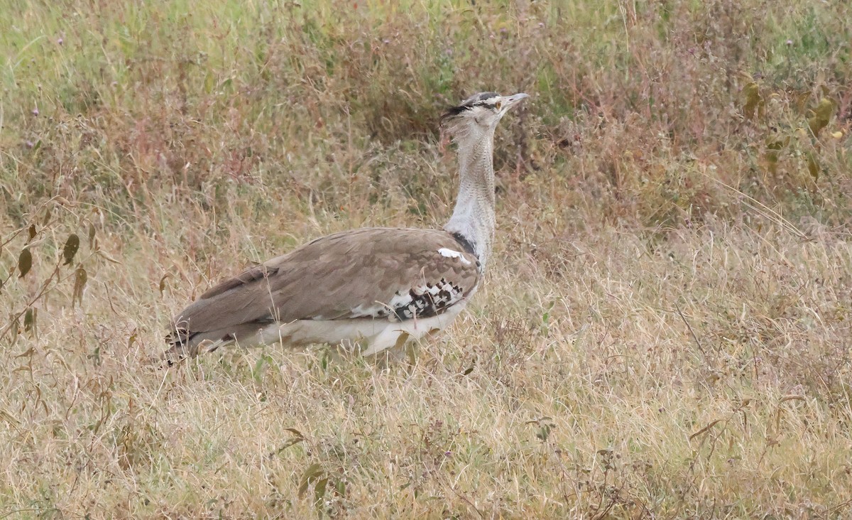 Kori Bustard - ML637497200