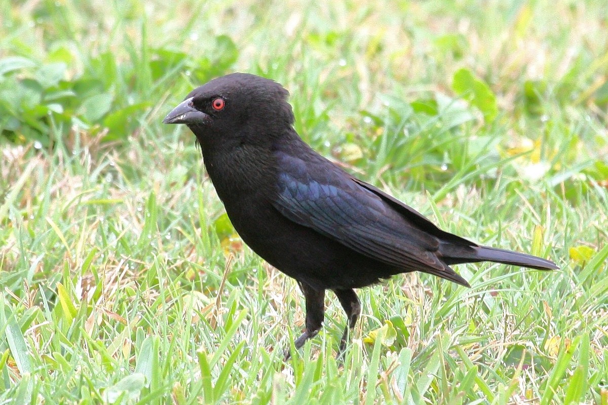 Bronzed Cowbird - ML637497204