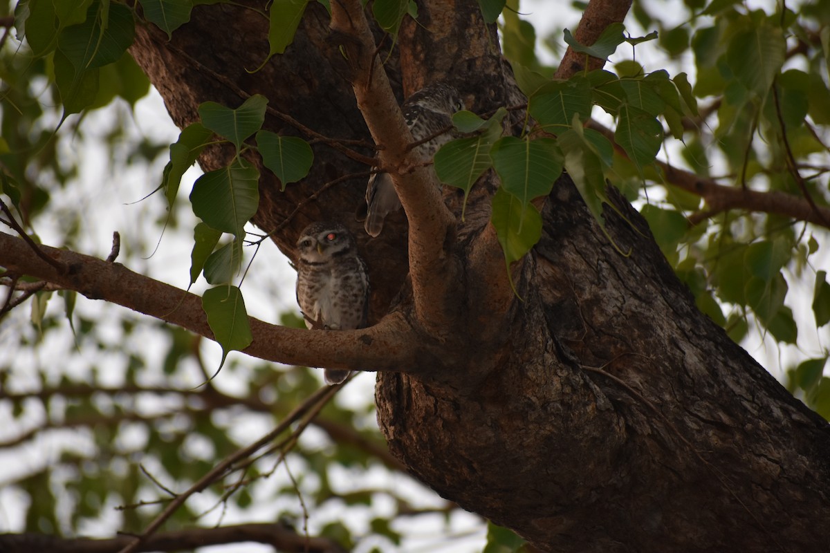 Spotted Owlet - ML637497227