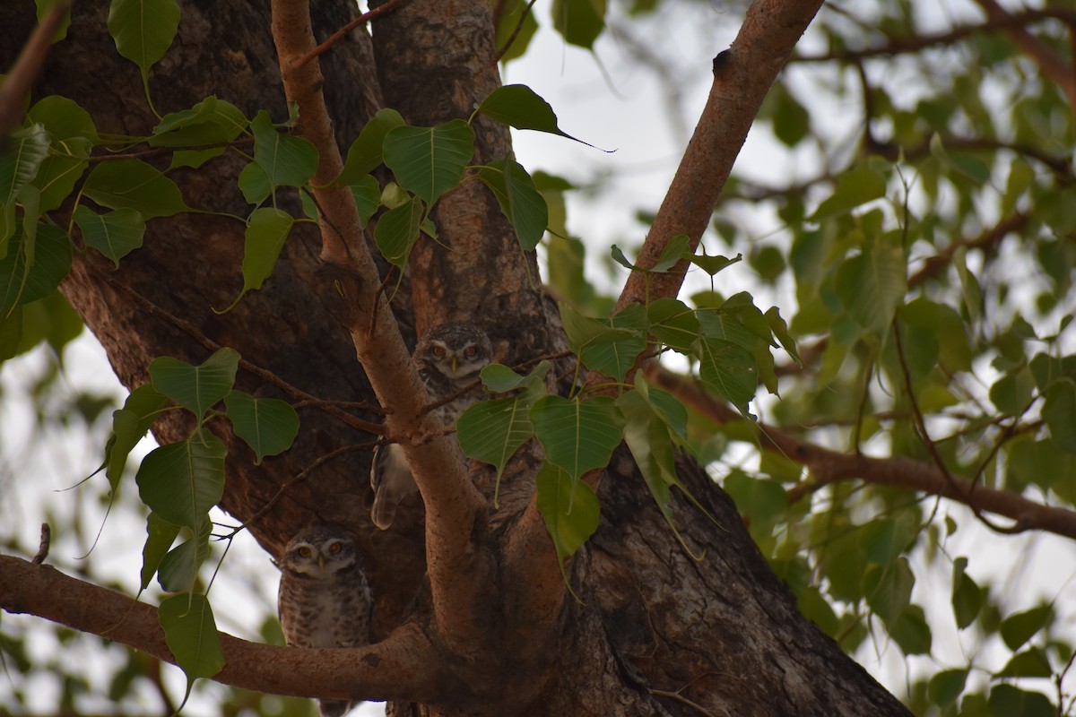 Spotted Owlet - ML637497228