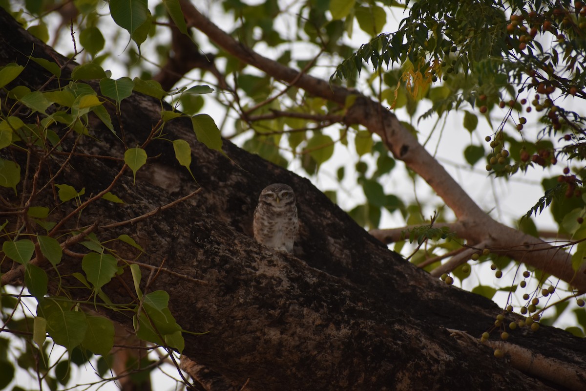 Spotted Owlet - ML637497229